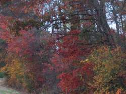 fall